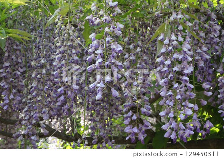 Purple wisteria flower Purple wisteria flower 129450311