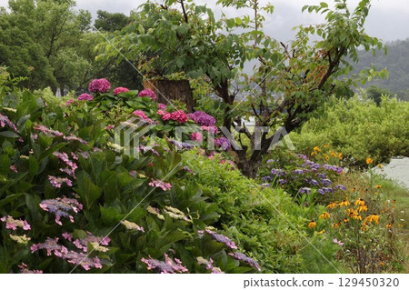 初夏的湖畔，繡球花盛開 129450320