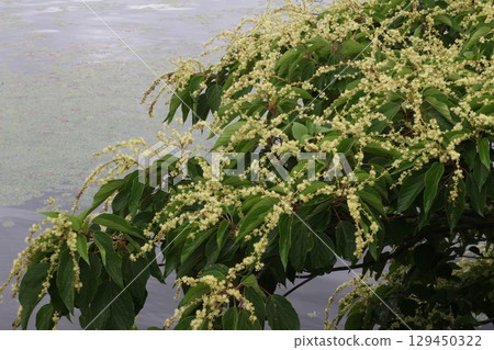盛開在水邊 盛開在水邊 129450322