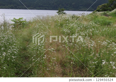 白花湖畔 白花湖畔 129450324