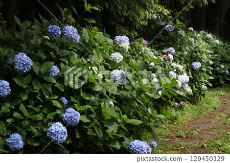 Road with hydrangea Road with hydrangea 129450329