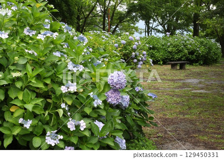 繡球花的路 繡球花的路 129450331