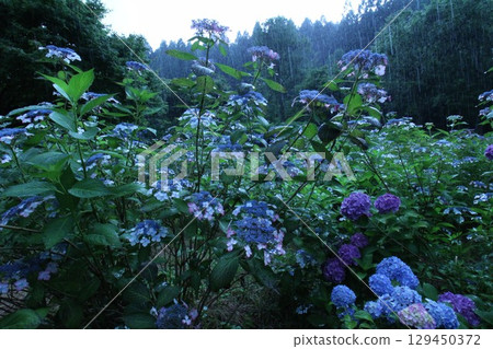 Hydrangea hit by rain Hydrangea hit by rain 129450372