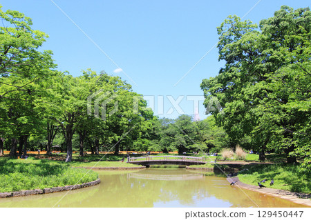 代代木公園新鮮的綠色 129450447