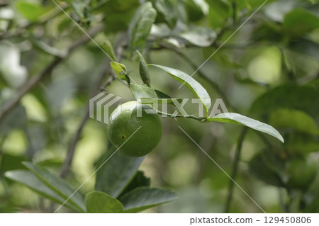 Bushy green lime fruits on a lime tree Bushy green lime fruits on a lime tree 129450806