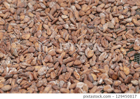 Stack of cocoa beans drying in the sun 129450817