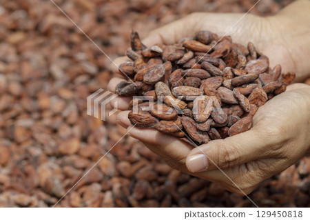 Stack of cocoa beans drying in the sun 129450818