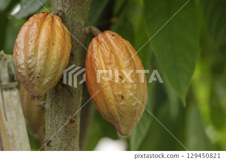 Green and yellow cocoa pods on cocoa trees in a cocoa plantation. Green and yellow cocoa pods on cocoa trees in a cocoa plantation. 129450821