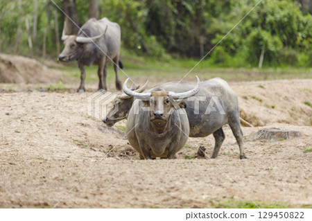 Water buffalo or domestic water buffalo (Bubalus bubalis) in a corral Water buffalo or domestic water buffalo (Bubalus bubalis) in a corral 129450822