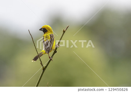 The Asian golden weaver (Ploceus hypoxanthus) is a species of bird in the family Ploceidae. The Asian golden weaver (Ploceus hypoxanthus) is a species of bird in the family Ploceidae. 129450826