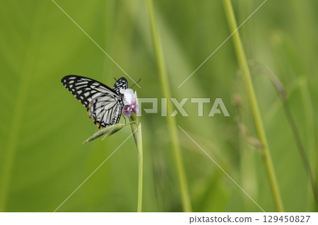 A Common Mormon Butterfly perched on a beautiful natural background 129450827