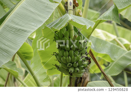 Raw bananas on banana trees in the rainy season 129450828