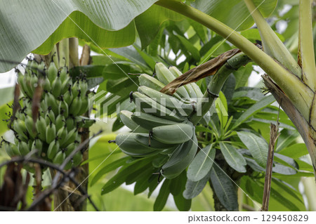 Raw bananas on banana trees in the rainy season 129450829