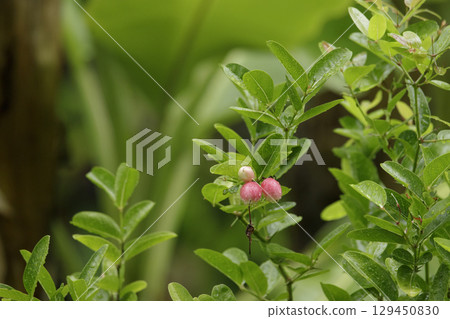 Karonda Fruit, Apocynaceae tree blooming in the garden on blurred nature background in the rainy season 129450830