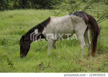 Grazing horses in rainy weather on a green meadow 129450833