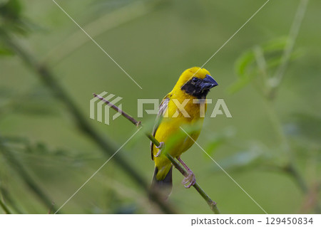 Male Asian Golden Weaver in breeding plumage with green background Male Asian Golden Weaver in breeding plumage with green background 129450834