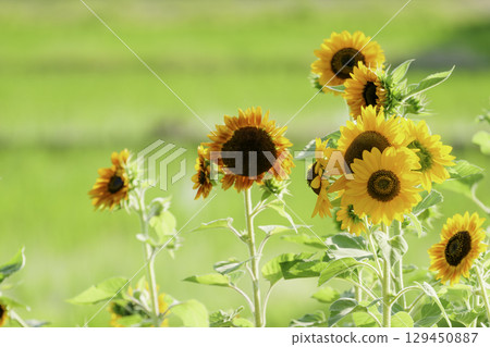 夏季炎熱季節的向日葵田 129450887