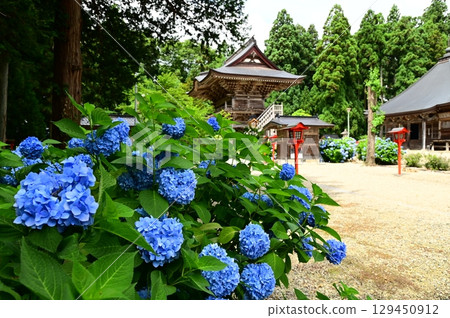 Hydrangeas in full bloom at Otowasan Kiyomizu-dera Temple Hydrangeas in full bloom at Otowasan Kiyomizu-dera Temple 129450912