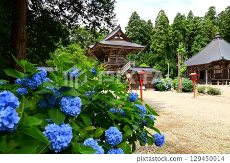 音羽山清水寺的繡球花盛開 音羽山清水寺的繡球花盛開 129450914