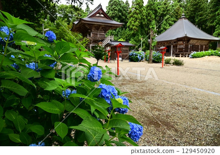 音羽山清水寺的繡球花盛開 129450920