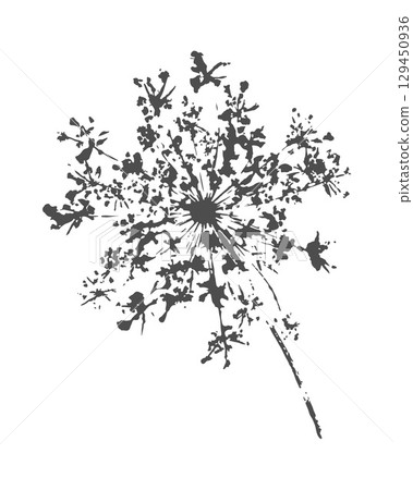 Wild carrot Daucus Carota flower imprint, an umbelliferous plant, stamp, silhouette. 129450936
