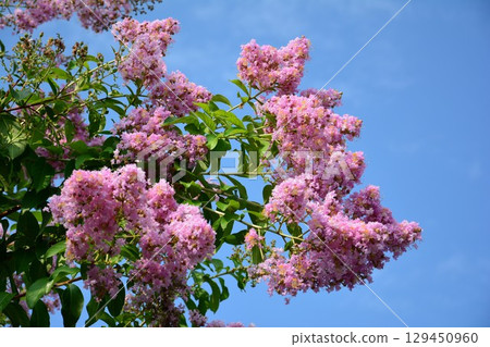 百日咳,映襯在藍天下 百日咳,映襯在藍天下 129450960