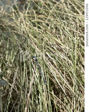 Blue Damselfly Resting on Grass in Summer Field. Close-up Nature Photography of Delicate Insect with Transparent Wings, Natural Light and Wild Grasses, Calm and Peaceful Moment 129451048