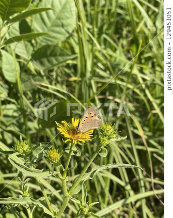 Beautiful butterfly on yellow wildflower closeup. Sunny meadow with blooming grass and insect macro view. Summer nature background for wildlife, garden, floral, environment, eco-friendly themes. 129451051