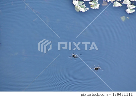 一隻水黽在池塘水面上游動，映照著藍色的夏日天空 129451111