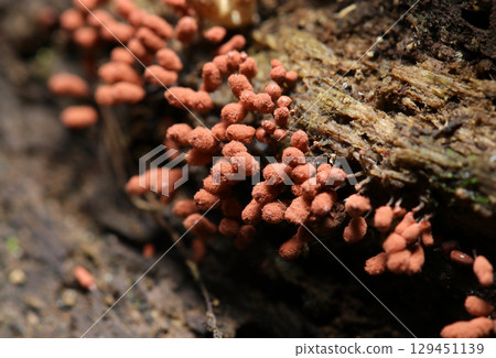 紅褐色、毛球狀的黏菌群落（自然環境下使用閃光燈進行微距攝影） 129451139