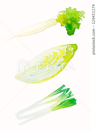 Watercolor illustration set of three winter vegetables | Radish, Chinese cabbage, and green onion, transparent watercolor, white background 129451174