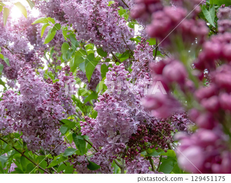 Syringa vulgaris lilac branch in bloom 129451175