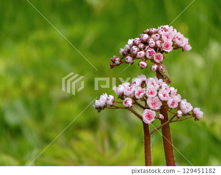 Darmera peltata flower cymes or indian rhubarb blooms Darmera peltata flower cymes or indian rhubarb blooms 129451182