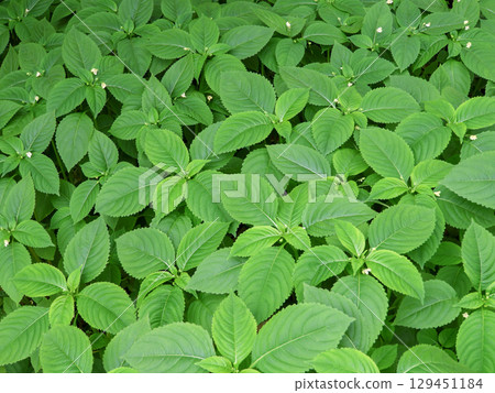 Impatiens parviflora or small balsam plants 129451184