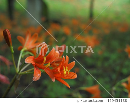 cluster of orange flowers 129451188