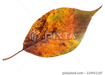 Yellow red green autumn leaf isolated on white 129451197