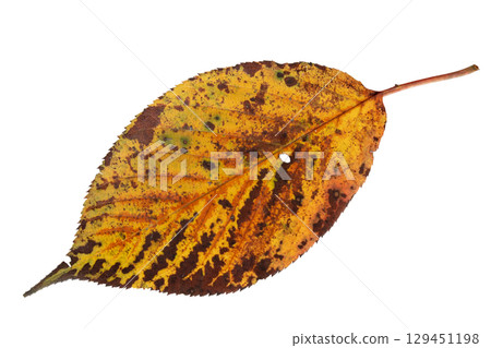 Yellow brown autumn leaf with bright weins isolated on white 129451198