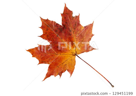 Red maple leaf isolated on white background Red maple leaf isolated on white background 129451199