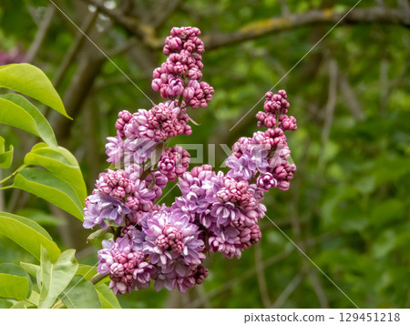 Syringa vulgaris or lilac double purple blossoms in spring garden 129451218