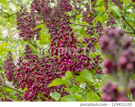 Syringa vulgaris or lilac dark purple blossoms in spring garden 129451220