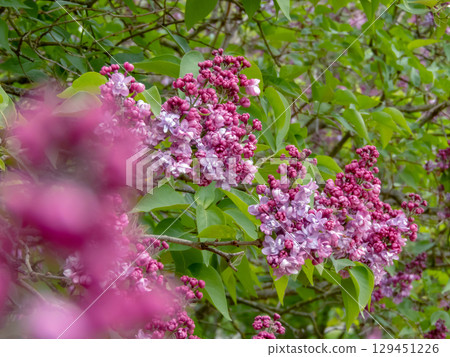 Lilac bush with light violet double flowers in bloom Lilac bush with light violet double flowers in bloom 129451226