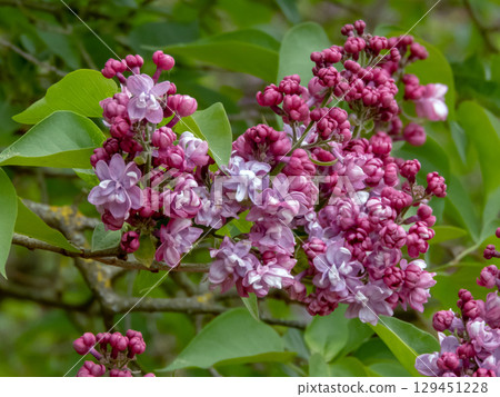 Lilac panicles with light violet double flowers in bloom 129451228