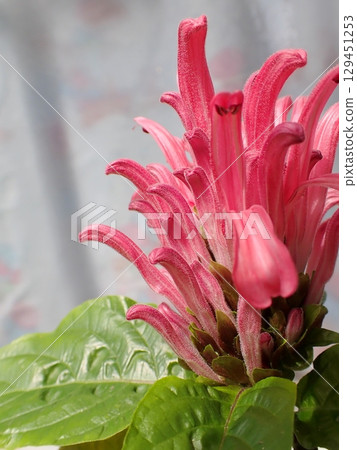Red bergamot flowers 129451253