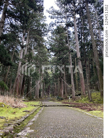 Mountain path surrounded by huge trees 129451302