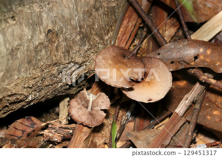 Light brown Pleurotus erythrodermataceae mushrooms grow in the soil of a natural forest (outdoor field fungi and mushroom macro photography) Light brown Pleurotus erythrodermataceae mushrooms grow in the soil of a natural forest (outdoor field fungi and mushroom macro photography) 129451317