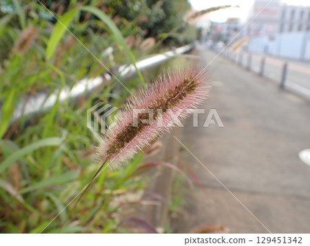 Murasaki Enokorogasa 129451342