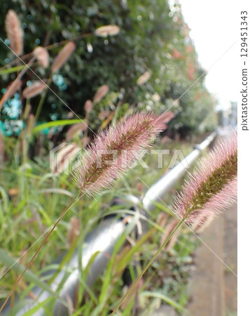 Murasaki Enokorogasa Murasaki Enokorogasa 129451343