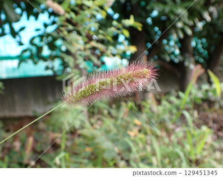 Murasaki Enokorogasa 129451345