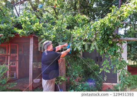 Man carefully trims large tree branches in his backyard, ensuring area is tidy safe after hurricane 129451393