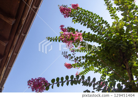 Pink crape myrtle flowers blooming on the eaves of my parents' house Pink crape myrtle flowers blooming on the eaves of my parents' house 129451404